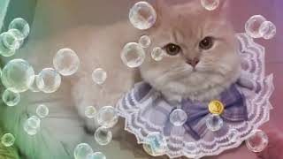 Pov When Your Cat Loves To Dress Up Cute Funny Cat Video