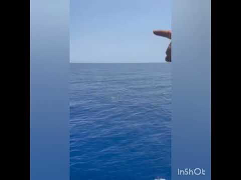 Ένα μεγάλο κοπάδι από δελφίνια στα Χανιά
