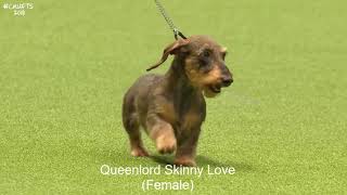 Best of Breed, Hound Group|DACHSHUND (MINIATURE WIRE HAIRED)|(2017-2022) by Dogs Dogs and More Dogs 290 views 5 months ago 3 minutes, 16 seconds