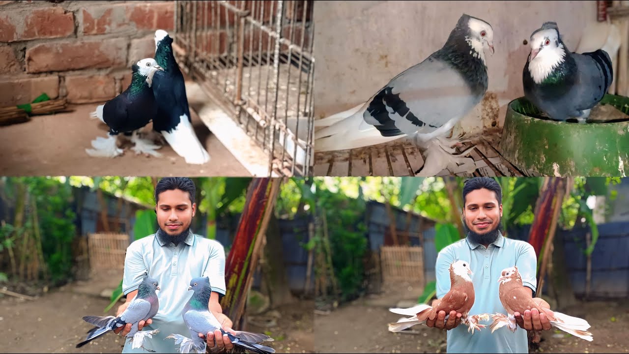 নাঈম ভাইয়ের সাথে কবুতর নিয়ে গুরুত্বপূর্ণ আলোচনা এবং তার রুম বাজি ও কালার ম্যাচিং কবুতর খামার 🥰....