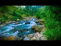 ⚡ CALM YOUR MIND‼️ Peaceful Forest River 🌿 Relax Deeply | Relaxing Ambience