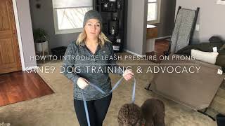 How to Introduce a Prong Collar to a Dog