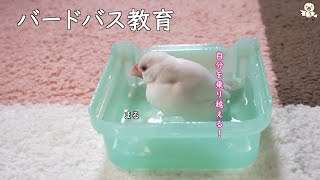 バードバスに慣れさせる計画！　前編【水浴び教育】