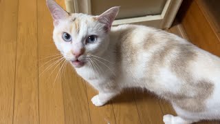 あおちゃんの甘え方が可愛すぎる！！