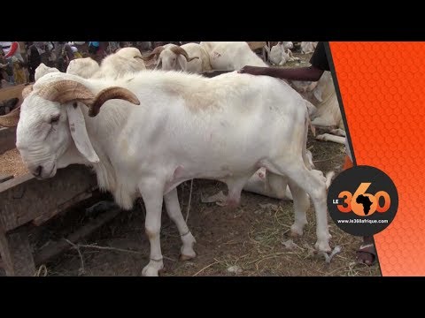 Le360 Ma Ivory Coast The Rams Bali Bali And Tchad The Stars Of Tabaski 