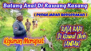 Raja Babi Di Kawal oleh seekor landak saat pengejaran