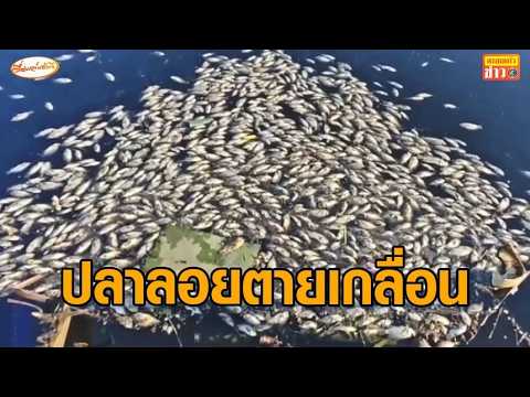 Pathum Thani floodwaters recede, leaving behind foul-smelling canals filled with dead fish; envir...