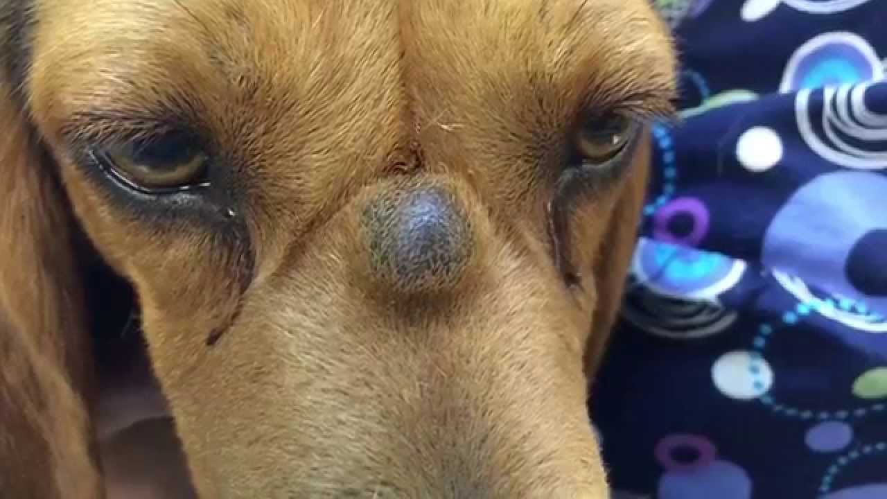 Puscam   Beware   Graphic   K9 With Sebaceous Cyst Lanc