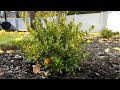 Fertilizing boxwoods w espoma organic planttone  how to