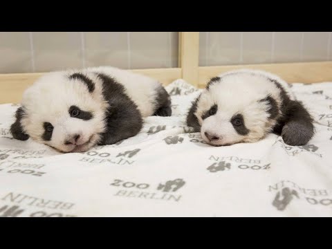 Süße Laute aus dem Zoo Berlin: So klingen Panda-Babys