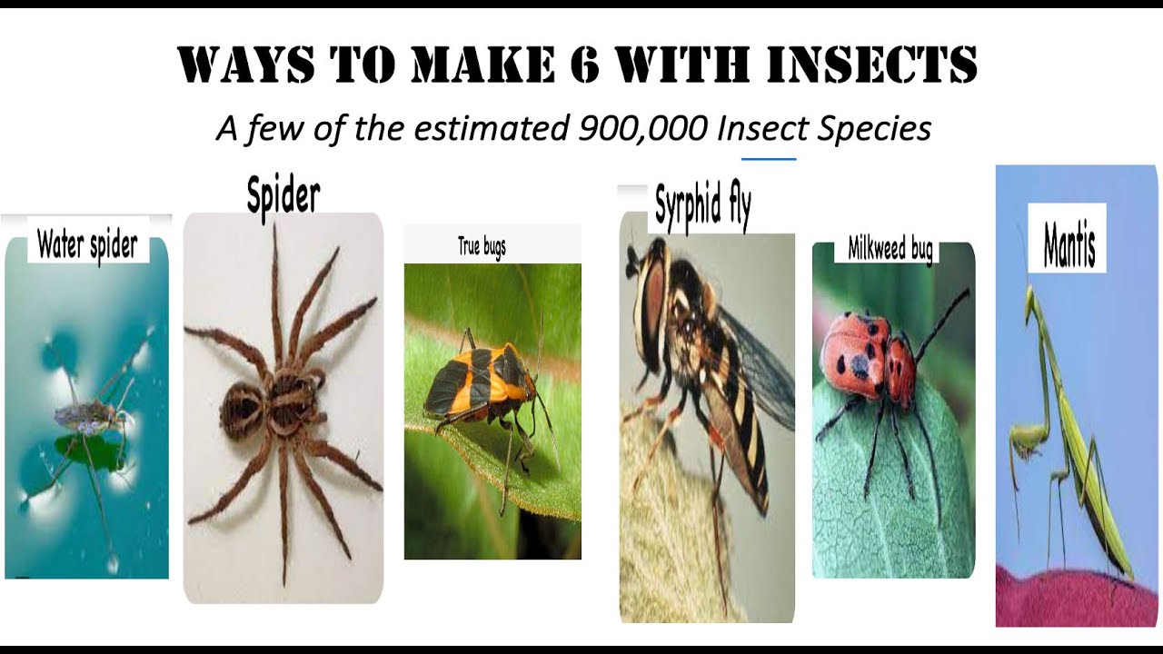 Fun With Numbers by Adding Ways to Make 6 With Insects #1 - YouTube