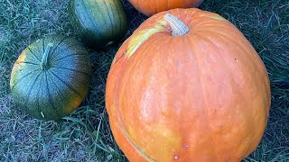 Big pumpkins