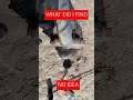 WHAT DID I FIND #shorts #subscribe #metaldetecting #short