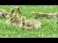 Canada Geese With Goslings