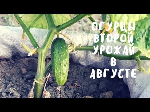 ВТОРОЙ УРОЖАЙ ОГУРЦОВ #3. Результат радует. Мой опыт.