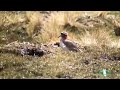 Diademed Sandpiper-plover, Peru