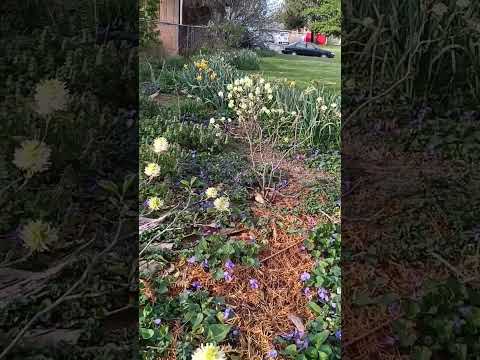 Video: Fothergilla Bahçe Çeşitleri - Fothergilla Çalıları Nasıl Dikilir