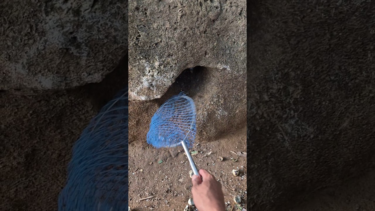 Untung ada jaring #shortvideo #nature