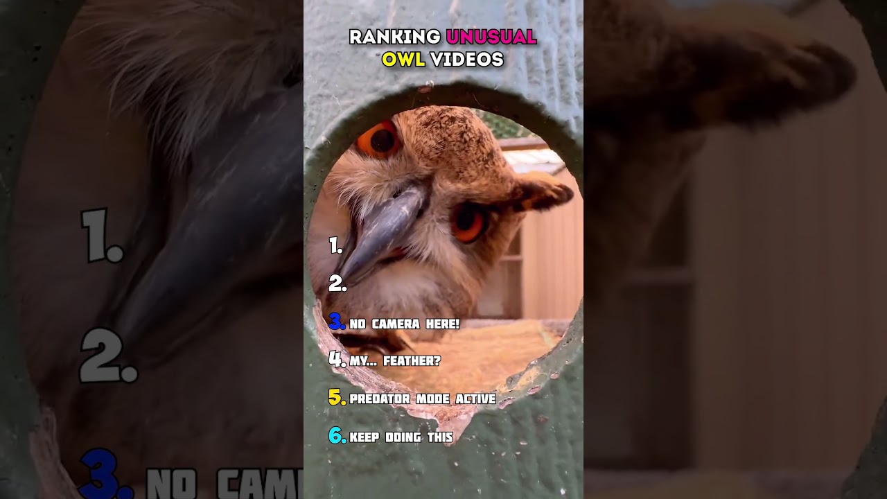 TOP 6 OWLS THAT ACT LIKE THIS 💀  