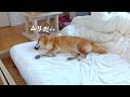 5時間待ち続けた柴犬、限界を迎えました。。