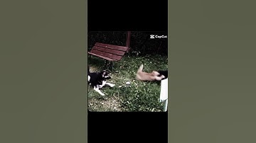 Cats💀VS Dogs☠️ #funk #edit #cat #trollface #phonk #dog