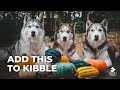 Top 3 Foods For Dogs + Feeding Training | Husky Squad