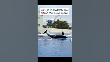 لحظة وفاة الأوركا والتي أكلت مروضتها جيسيكا صباح اليوم 