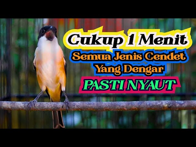 TAK BUTUH WAKTU LAMA CENDETMU NYAUT, PANCINGAN CENDET GACOR FULL ISIAN class=