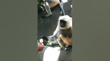 Monkey Love Video l #shorts #shortsvideo #virul #monkeylove #mydreammysinging