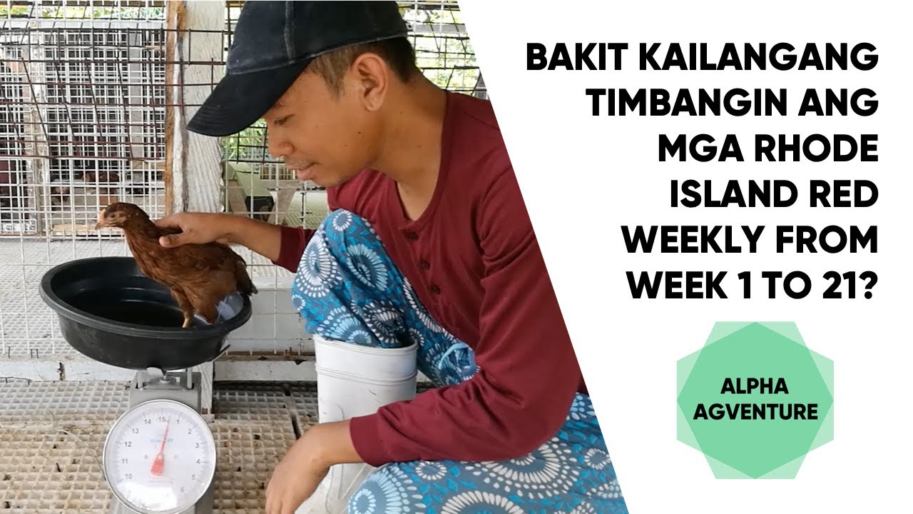 Bakit Kailangang Timbangin ang mga Rhode Island Red Weekly From Week 1 to 21?