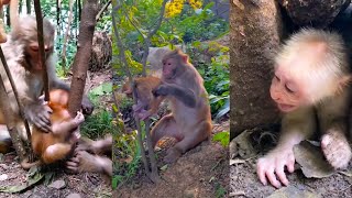 The poor baby monkey was stuck. The mother monkey tried helplessly to pull the baby monkey out