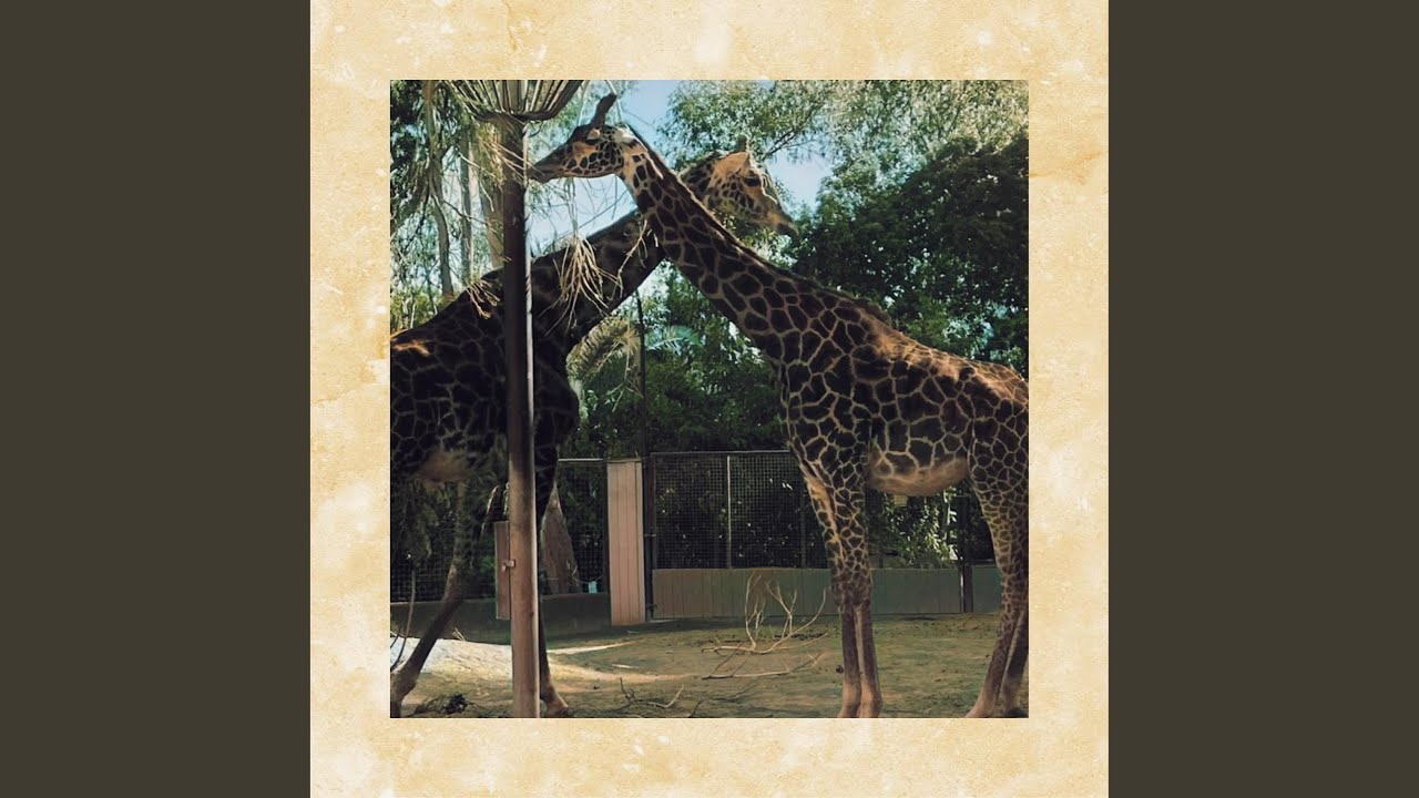 Let's Be Lou Reed At The Zoo