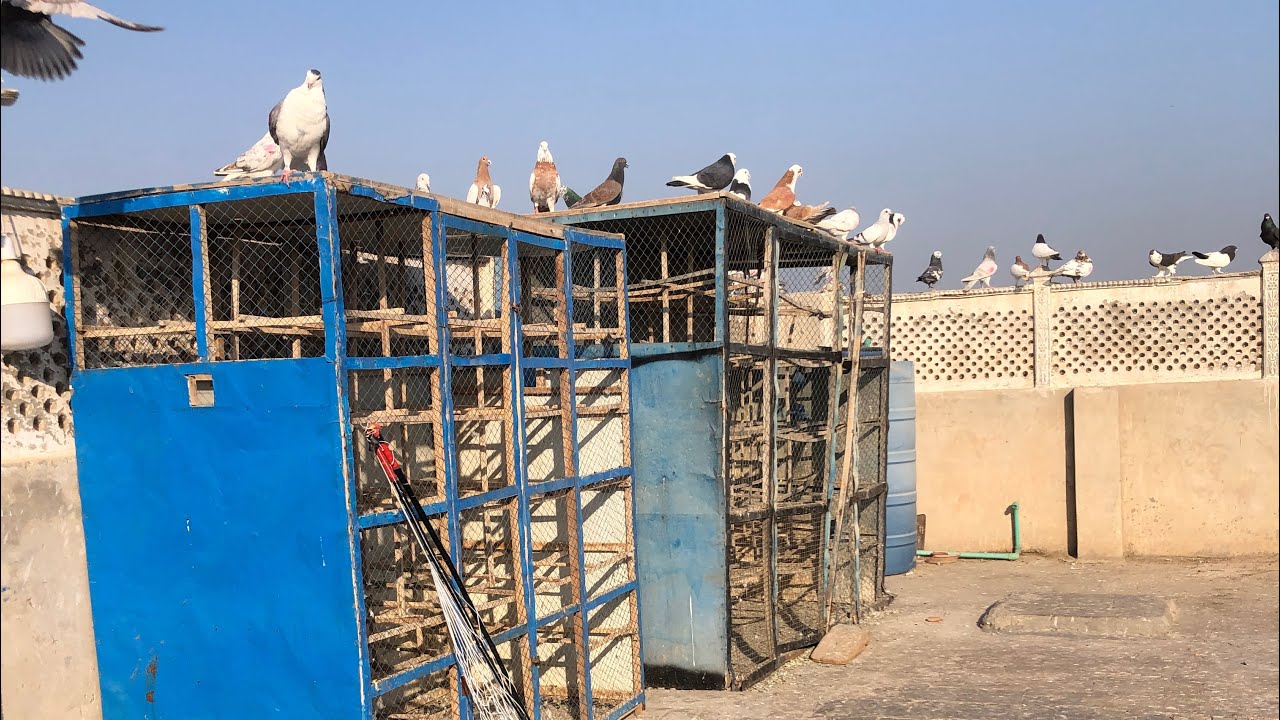 Apny new kabootar ko tyar ko is Mosam my 