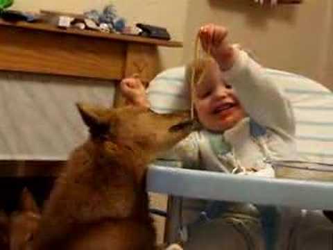 Nancy the Finnish Spitz being fed by Murphy