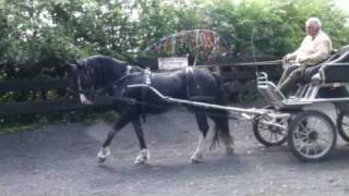 Barry Hook training a black stallion to carriage drive - Horse Drawn Promotions