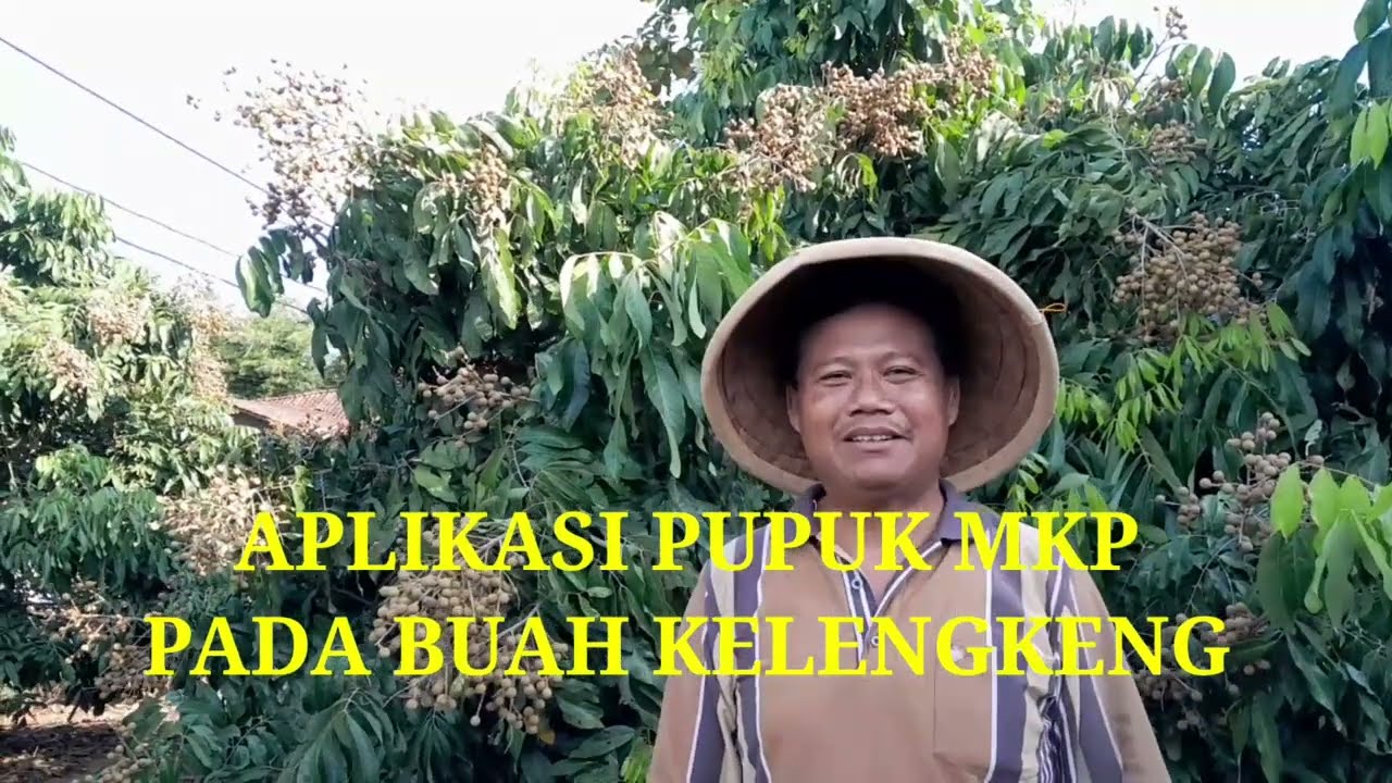 Aplikasi Pupuk MKP Pada Buah Kelengkeng