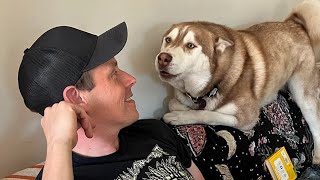 Download Lagu When You Live With a Dog Speaking English Better Than Hooman 😲 MP3 Download Lagu When You Live With a Dog Speaking English Better Than Hooman 😲 MP3