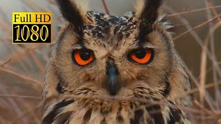 Rock Eagle Owl | 240 FPS | Full HD