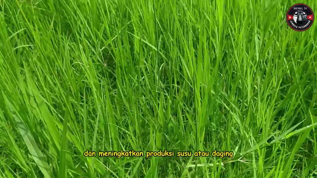 Mengapa Rumput Stargrass Dikenal Sebagai Superfood    rumput hijau, rumput pakchong, rumput tetangga