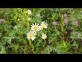 【花 flower】ムラサキツメクサとヒメジョオンの花 雨にあたって綺麗 Red clover and Erigeron annuus flowers Beautiful in the rain