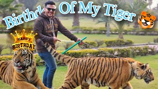 Rocky Becomes 1 Year Old Rockys Birthday Rocky Aj 1 Saal Ka Ho Gya Nouman Hassan