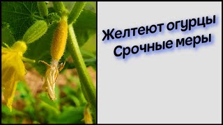 Желтеют завязи огурцов и отпадают, нет опыления - что делать?!