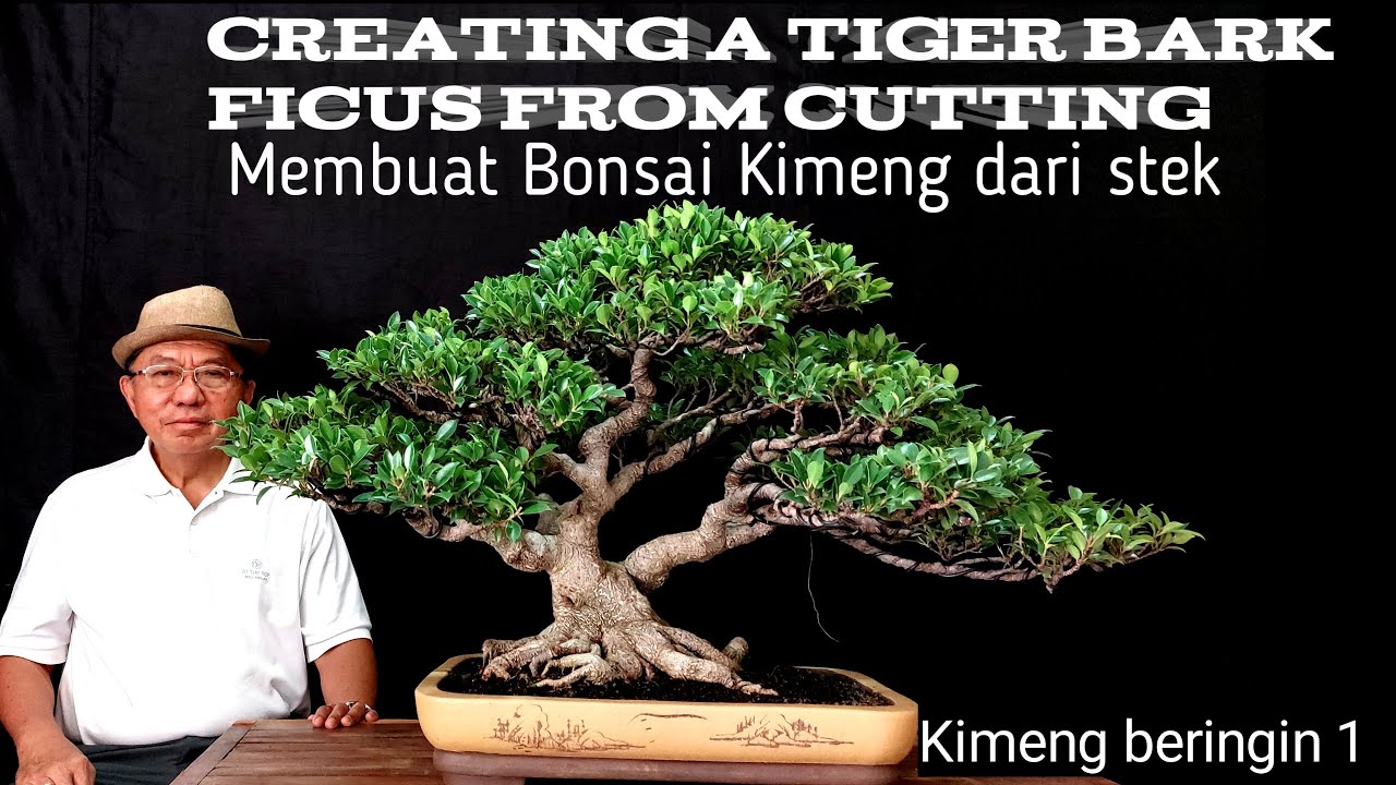Tiger bark Ficus Bonsai from cutting/Bonsai Kimeng dari stek