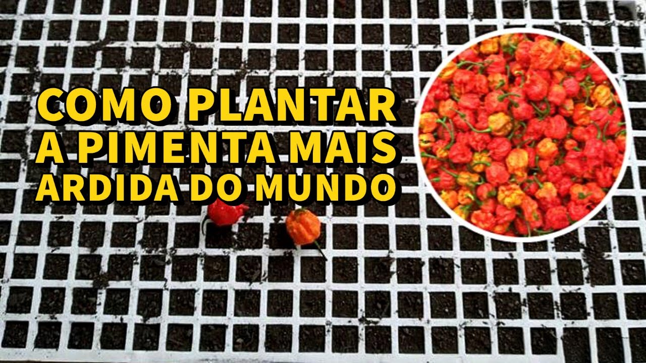 COMO PLANTAR PIMENTA CAROLINA REAPER  - PASSO A PASSO