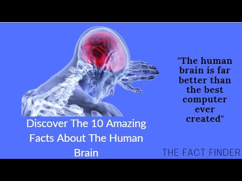 The 10 Amazing Facts About The Human Brain [Interesting Psychological ...