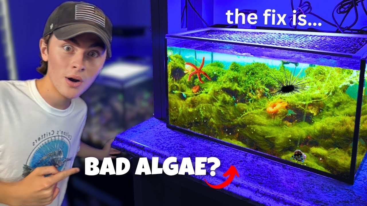 Hair Algae Outbreak!! Getting Rid of ALGAE in My nano SALTWATER AQUARIUM!!! YouTube