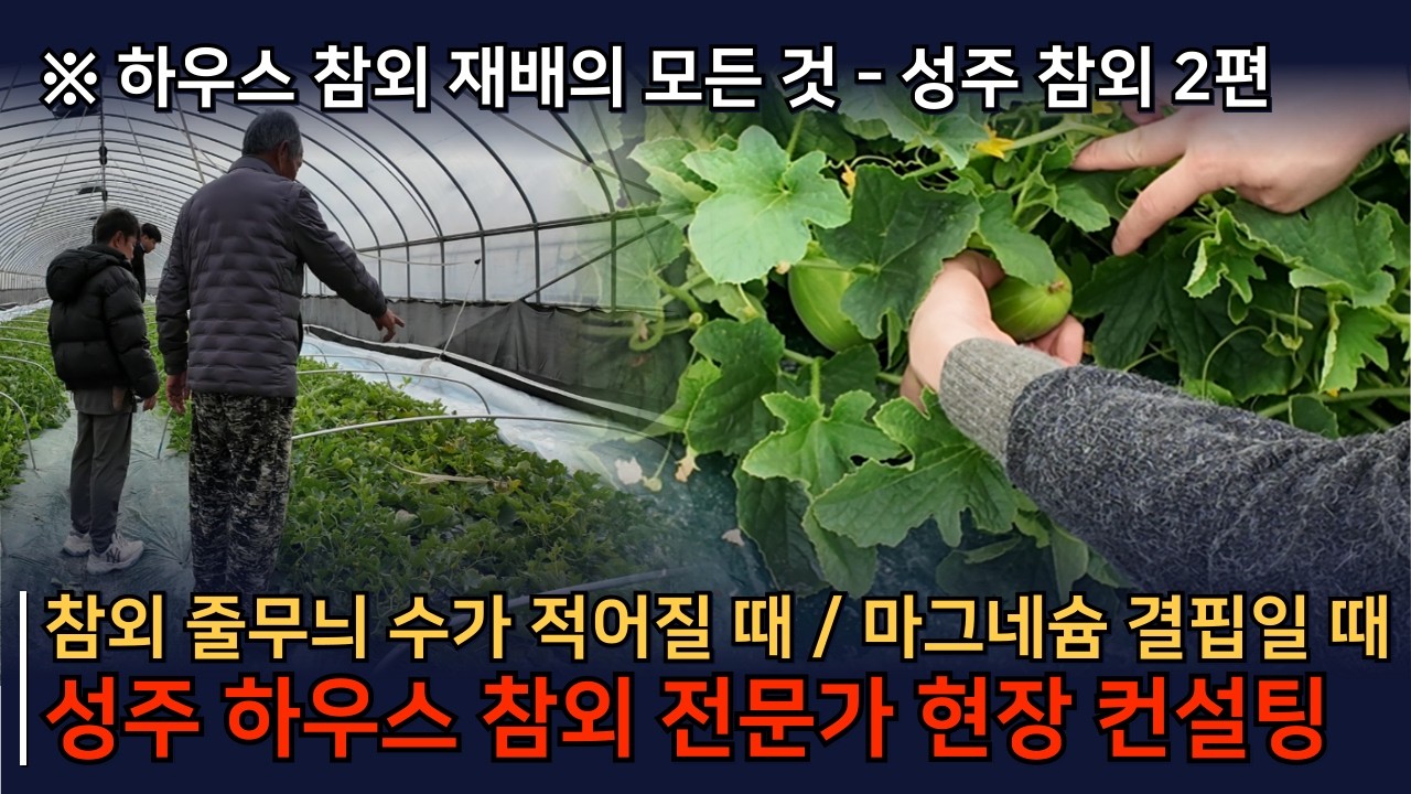 [성주 참외 컨설팅 2편] 참외 줄무늬 개수 중요할까? 참외 마그네슘 결핍 시 시비요령까지!