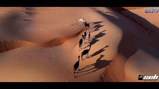 4K Drone - Footage See the world as Bird's Eye View of  the Desert of Liwa at AbuDhabi