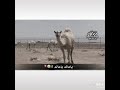 الحاشي كانن حوير 