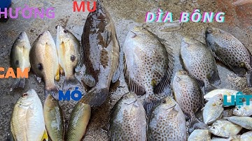 89/ Trở lại Cảng LỘC AN , câu cần tay quá nhiều loại cá | fishing rod with too many types of fish